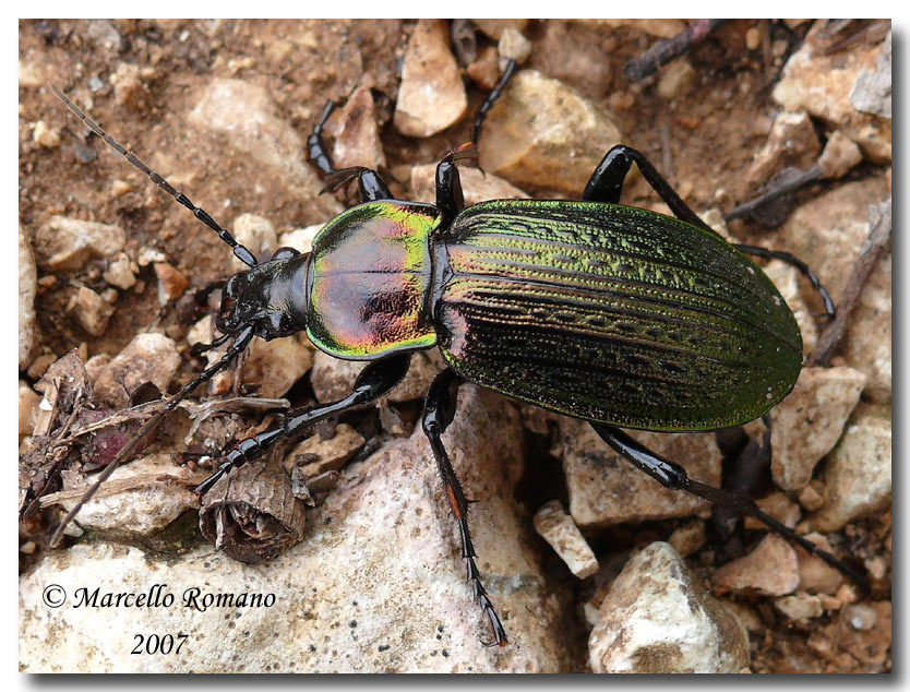 Una bella forma cromatica del Carabus morbillosus alternans